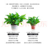 绿有意绿萝盆栽室内植物花卉绿植水培长藤垂吊大叶绿箩新房家用吸除甲醛 120绿加伦吸水绿萝10盆+壶+10肥 带盆带土发货 实拍图