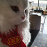 祈晴猫咪围脖猫咪围巾小猫围脖宠物围巾新年饰品狗狗过年圣诞小狗围兜 锦鲤款【招财】 可调节（5-20斤） 实拍图
