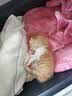 路斯猫粮肉松夹心双拼鲜肉无谷猫干粮全期冻干猫粮呵护肠胃益生菌猫粮 【30亿益生菌】全期冻干夹心猫粮 2kg 实拍图