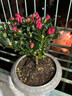 【莎之槿园艺】杜鹃花苗盆栽带花苞四季开花不断室内观花卉绿植植物老桩大棵好养 大号红色杜鹃花+大号粉色杜鹃花+(不含盆)带 含盆 实拍图