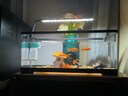 阔庭（KUOTING）鱼缸水族箱客厅桌面生态造景家用带灯制氧过滤鱼缸黑色【大号】 实拍图