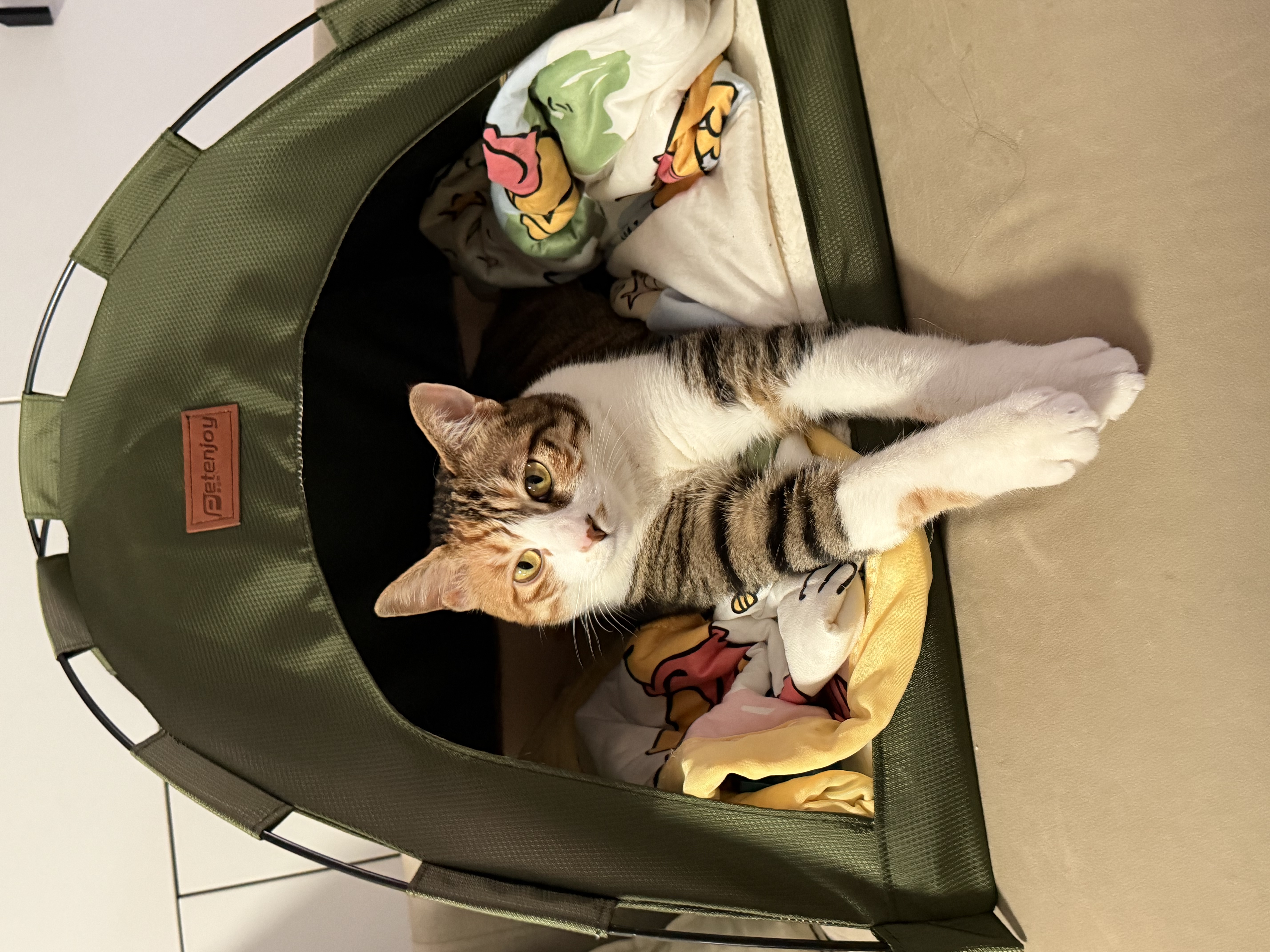 Petenjoy宠物猫窝狗窝小型犬帐篷房子四季通用猫咪垫子可拆洗户外可折叠 帐篷-牛津军绿 M-建议15斤内犬猫用 实拍图