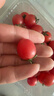 广西新鲜千禧圣女果小番茄现摘现发多汁水果适合孕妇食用 1斤 实拍图