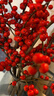 临雅北美冬青红果鲜花切枝鲜切花水培水养绿植室内年宵花卉真花好养活 【旗舰款】北美冬青-30cm5支+挂件 实拍图