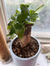 【带盆高度约15-25cm】发财树盆栽室内植物客厅办公室吸甲醛好养 单杆发财树+塑料四方舍得盆+小方底座 花盆直径约8cm 实拍图