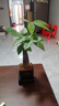 【带盆高度约15-25cm】发财树盆栽室内植物客厅办公室吸甲醛好养 单杆发财树+塑料四方舍得盆+小方底座 花盆直径约8cm 实拍图