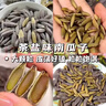 春江月茶香黑美人甲南瓜子罐装500g坚果炒货新货休闲零食长粒新疆南瓜子 实拍图