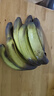 佳农 进口大把香蕉净重2.4斤 家庭装 生鲜水果 源头直发 包邮 实拍图