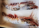 粤海湾南海巨型黑虎虾超大特大号 老虎虾大虾生鲜海鲜礼盒年货送礼虾类 超巨2头 700g(净重)  长32-35cm 顺丰/深圳|北京|武汉发货 实拍图