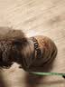 欢宠网宠物狗狗衣服猫咪猫小狗小猫泰迪比熊猫猫小型犬幼犬冬季保暖服饰 实拍图