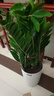 【金钱树】盆栽客厅室内植物钱串子大型发财绿植乔迁开业送盆花卉 12-18株  0.8-1米罗马柱盆 送肥料 实拍图