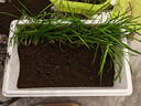 思威博营养土种菜土花土通用型有机种花养花土壤种植土泥土绿植盆栽泥炭 10斤有机通用营养土 实拍图