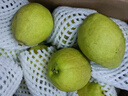 京鲜生 新疆特级库尔勒香梨 净重5斤单果120g以上 生鲜水果 实拍图