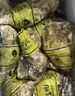乳山牡蛎 鲜活乳山生蚝2XL 净重5斤 16-20只 生鲜海鲜年货送礼 源头直发 实拍图