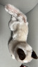 科迈特布偶猫毛绒玩具公仔猫咪玩偶娃娃摆件抱枕情人节生日礼物女生陪睡 实拍图