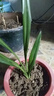 特级浓香型企黑兰花国兰客厅四季好养盆栽绿植物国花高端送礼物 高度40cm冠幅15cm特级精品兰花 1苗裸根发货 实拍图
