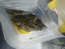 瓜洲牧小鱼干猫咪零食宠物无盐幼猫增肥补钙磨牙猫粮河虾冻干多春鱼 热卖推荐 淡水河鱼100g 实拍图