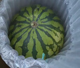 京鲜生 麒麟无籽西瓜 1粒装 净重7-9斤 生鲜水果 实拍图