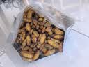 特级金丝蚕蛹鲜活冰冻新鲜活体山东特产商用烧烤火锅生鲜食材批发 特级金丝蚕蛹净重4斤 冰鲜 实拍图