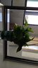 双盟绿萝盆栽除甲醛花卉绿植办公室新房净化空气 120款10盆源头直发 实拍图