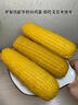 十月稻田 黄甜糯玉米 8根 3.52斤 真空包装 东北粘玉米棒 低脂早餐 实拍图