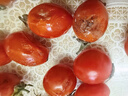 千禧圣女果新鲜小番茄樱桃小柿子孕妇水果现摘现发新鲜蔬菜 新鲜圣女果 3斤 带箱 实拍图