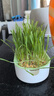 疯狂的主人猫草+10袋小麦种子盆栽无土水培薄荷去化毛球助排毛猫咪零食成幼 实拍图