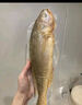 1号会员店 冷冻深海野化三去黄花鱼 宁德大黄鱼800g/2条装盒装 海鱼 年货节 实拍图