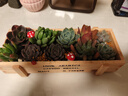 花艺萌多肉植物组合盆栽含盆含土创意diy拼盘花盆肉肉植物室内绿植花卉 随机10个多肉加木盒 含盆 晒单实拍图