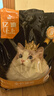 亿迪 猫粮10斤幼猫成猫全价通用粮蓝猫布偶英短流浪猫全阶段5kg国产 实拍图