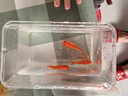 金鱼草金鱼观赏鱼冷水好养耐活小鱼苗锦鲤 5-7cm 红草金买1条送1条（加备损） 实拍图