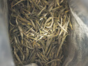 君山银针十大名茶湖南特产特级黄茶100g*2罐明前茶 实拍图