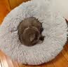 喵仙儿猫窝冬季保暖猫垫子四季通用长绒保暖狗窝深睡宠物用品 50CM 实拍图