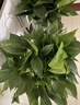 双盟绿萝盆栽除甲醛花卉绿植办公室新房净化空气180加仑4盆装源头直发 实拍图