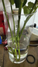 吕姆克玻璃花瓶水养插花瓶水培富贵竹客厅花瓶摆件透明直筒款25cm5517 实拍图