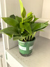 双盟绿萝盆栽除甲醛花卉绿植办公室新房净化空气 120款10盆源头直发 实拍图