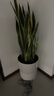 植男植女大型金边虎皮兰植物客厅卧室办公室绿色观叶花卉绿植盆栽源头直发 实拍图