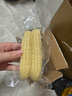 佳农 西双版纳拇指玉米净重2斤  8-12包 真空锁鲜 宝宝辅食 源头直发 实拍图