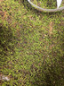 柯必达青苔藓鲜活苔藓微景观植物盆景盆栽水陆缸假山草造景材料白 大灰藓(15*8)cm 2盒 实拍图