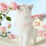 蓓恩猫砂乌木玫瑰香味纯植物木薯2.5kg猫砂除臭升级款5斤 实拍图