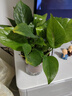 双盟 绿萝盆栽除甲醛花卉绿植办公室新房净化空气110款10盆装源头直发 实拍图