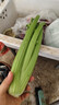 京鲜生山东新鲜大西芹净重4.5斤榨汁现挖芹菜鲜嫩蔬菜 去半叶源头直发 实拍图