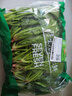 【24小时菜】菠菜苗250g(长度≤20cm) 实拍图