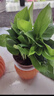 【绿萝盆栽】吸甲醛净化空气水培绿植物懒人花卉好养搬家礼物全 【爆款2盆】绿萝+白色南瓜盆自吸水 整体含盆高度20-25cm 实拍图
