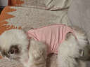 欢宠网宠物猫咪绝育服猫手术服母猫衣服断奶术后恢复幼小猫猫透气防舔衣 实拍图