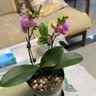 爱优尚蝴蝶兰盆栽中秋节礼物乔迁年宵花送礼客厅办公室四季开花源头直发 实拍图