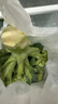 京鲜生 西兰花 750g 简装 新鲜蔬菜 实拍图