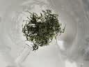 平利绞股蓝【特4A】七叶绞股蓝龙须茶200g药食同源送长辈滋补健康养生代用茶 实拍图