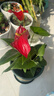 红掌水培盆栽室内易养水生花卉白掌绿植一帆风顺客厅观花植物粉掌 红掌1颗（不含其他） 整体高度（28-35cm） 实拍图