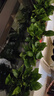 双盟绿萝盆栽除甲醛花卉绿植办公室新房净化空气 120款10盆源头直发 实拍图